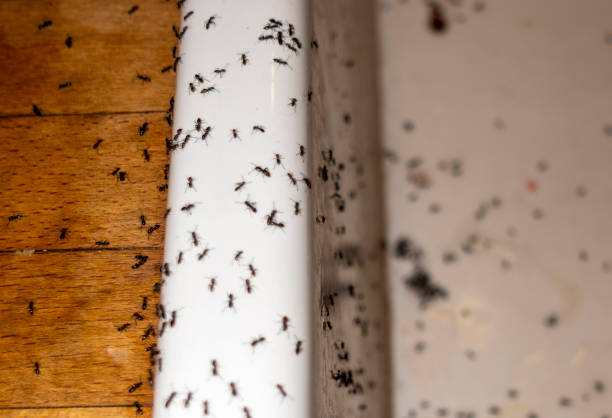 Best Spider Control Near Me  in Washington, IA